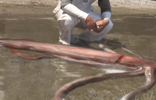 본문 이미지 - 지난 20일 일본 후쿠이현에서 발견된 살아있는 대왕오징어 (유튜브 갈무리) ⓒ 뉴스1