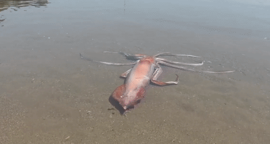 본문 이미지 - 지난 20일 일본 후쿠이현에서 발견된 살아있는 대왕오징어 (유튜브 갈무리) ⓒ 뉴스1