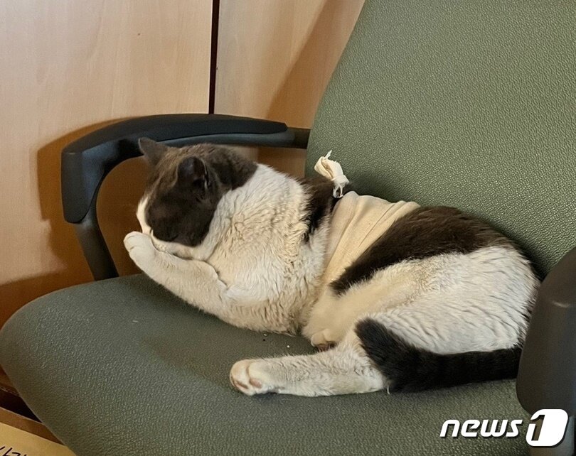 본문 이미지 - 가슴에 붕대를 감고 그루밍을 하고 있는 '임자'의 모습. (춘추관 제공) ⓒ 뉴스1