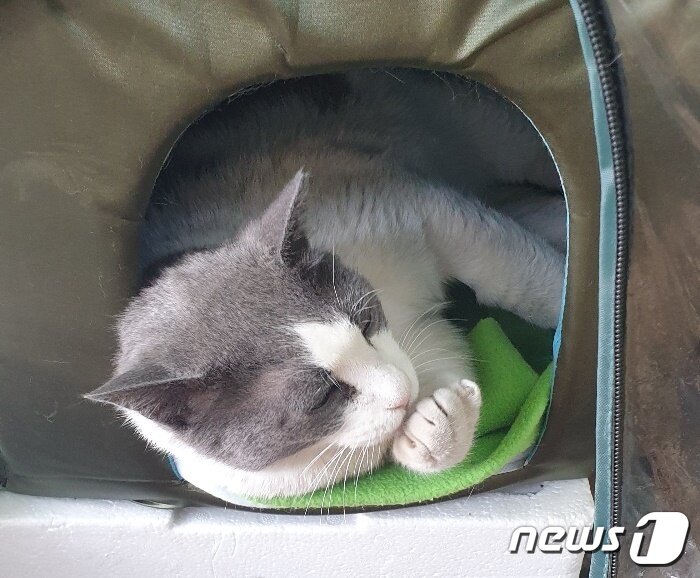 본문 이미지 - '임자'가 춘추관 한 구석에 마련된 집에 누워 휴식을 취하고 있다. ⓒ 뉴스1 박혜연 기자