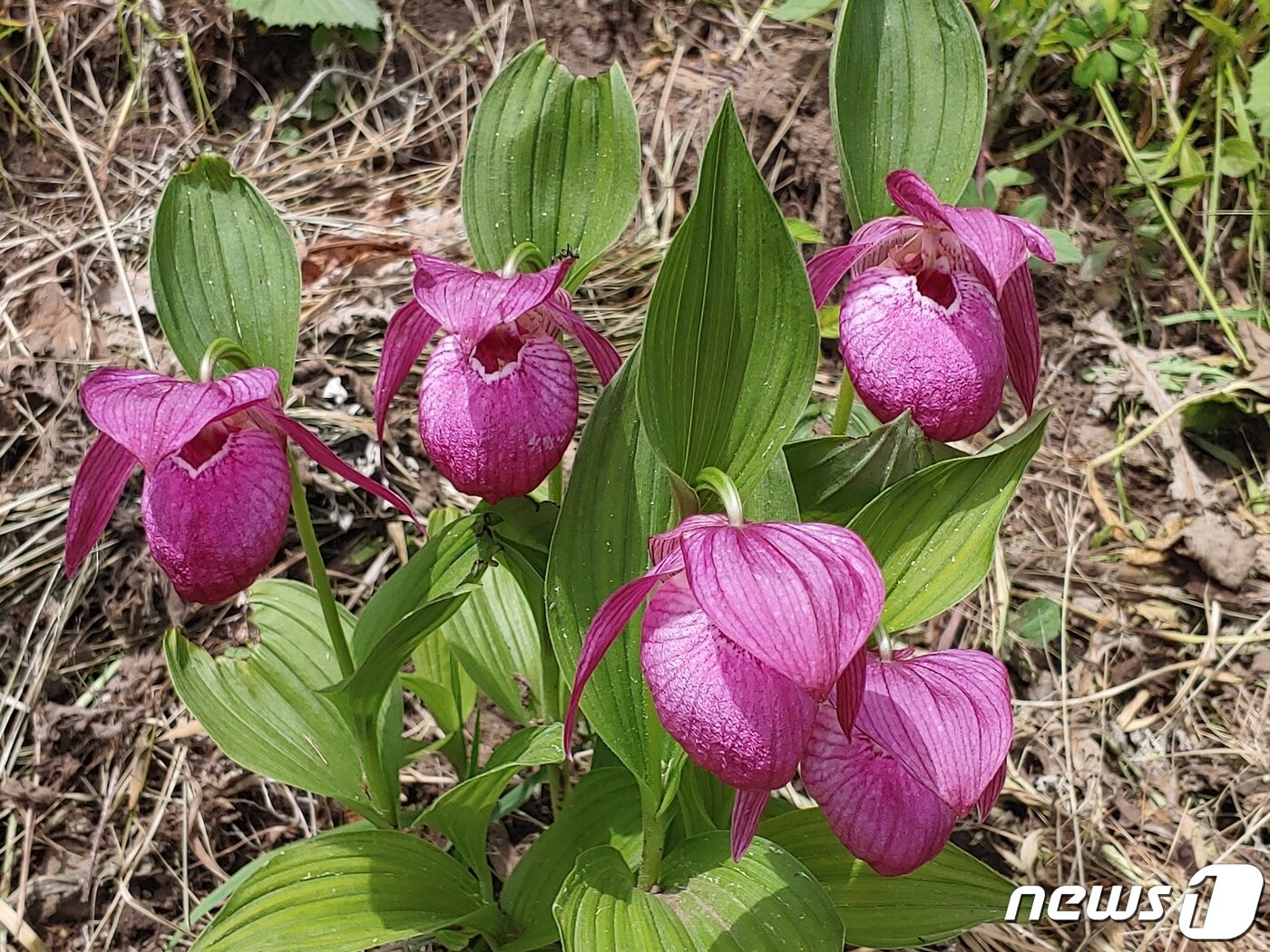 본문 이미지 - 영원사 복주머니란. 개불알꽃이라고도 한다. 절대 보존해야 할 멸종위기종이다. 사진 지리산국립공원사무소 ⓒ 뉴스1