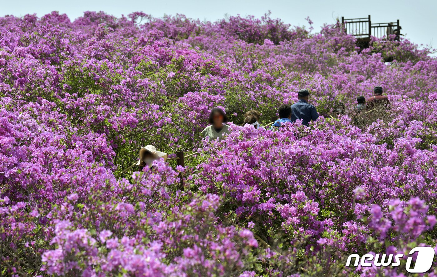 본문 이미지 - 28일 전북 장수군 번암면 봉화산 철쭉단지를 찾은 관광객들이 활짝 핀 철쭉 사이를 걸으며 봄기운을 만끽하고 있다. 철쭉 터널이 유명한 봉화산은 남원과 경계를 이루고 있으며, 이번 주말 절정을 맞을것으로 예상된다.(장수군 제공)2022.4.28./ⓒ 뉴스1
