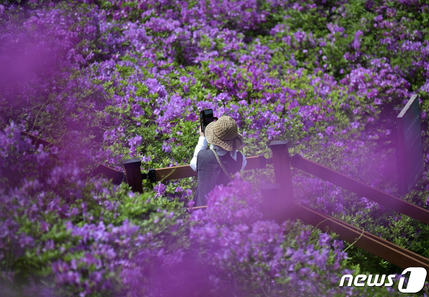 본문 이미지 - 28일 전북 장수군 번암면 봉화산에 오른 한 시민이 활짝 핀 철쭉을 바라보며 휴대폰에 사진을 담고 있다.(장수군 제공)2022.4.28./ⓒ 뉴스1