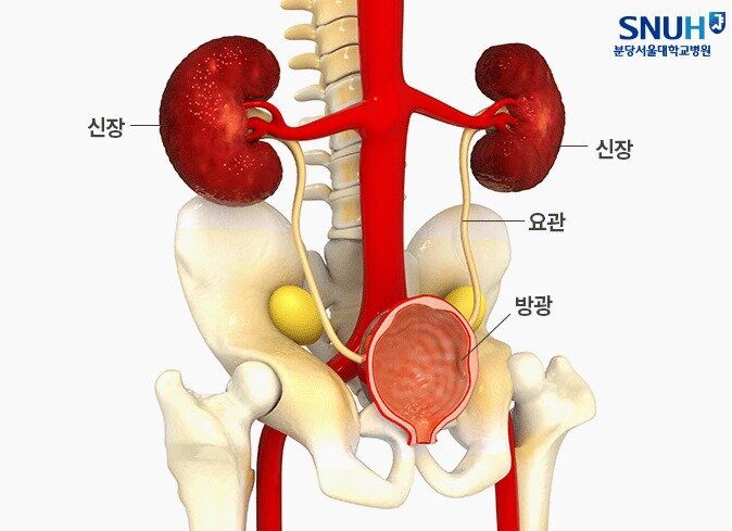 본문 이미지 - (분당서울대병원 제공) ⓒ 뉴스1