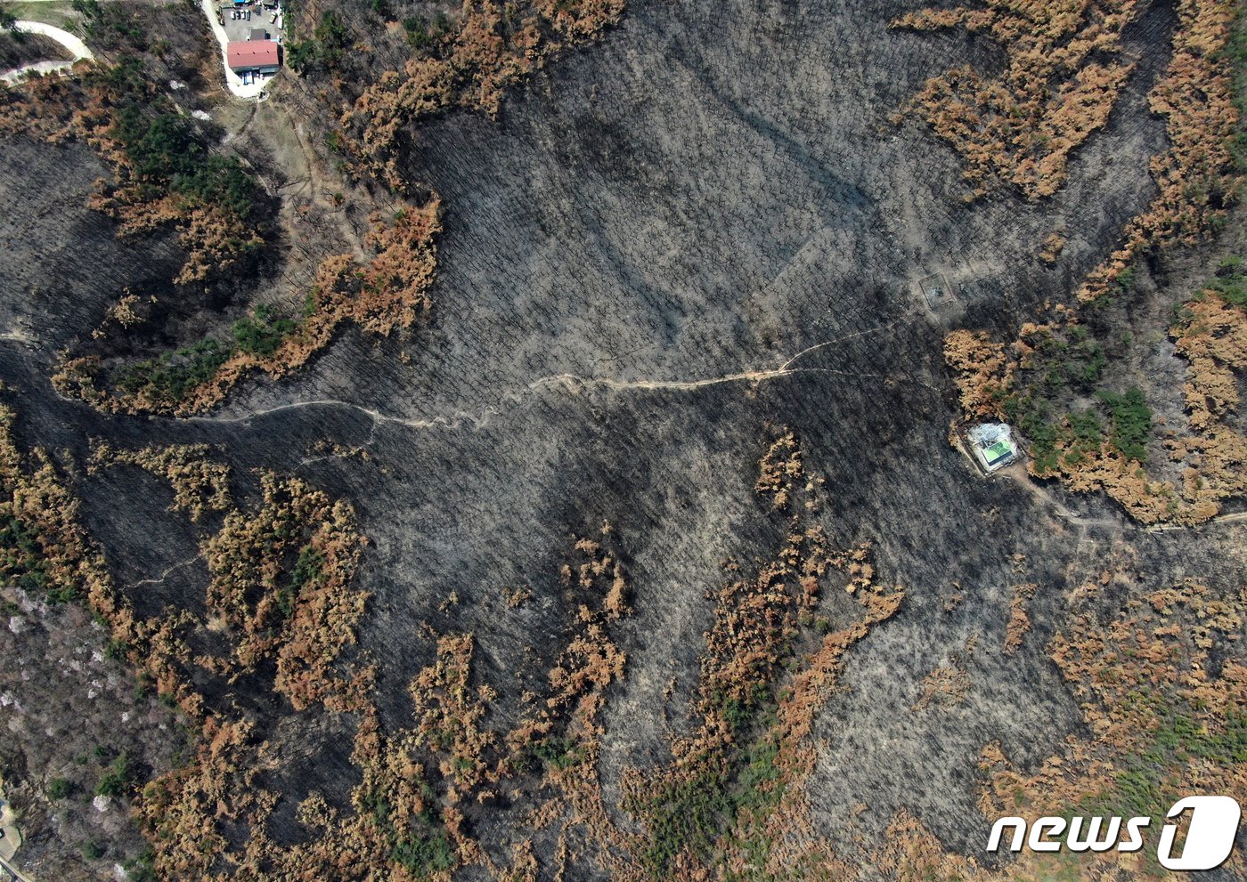 본문 이미지 - 지난 2022년 3월 20대 대선을 앞두고 발생한 산불로 잿더미가 된 동해시 산림.(뉴스1 DB)