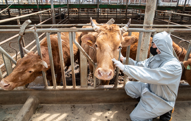 가축방역 하느라 집에도 못 간다…수의사, 빛과 소금 같은 존재"