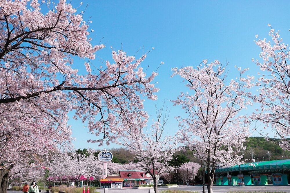 본문 이미지 - 대공원역~서울랜드 정문까지 이어진 벚꽃길. 서울랜드 제공