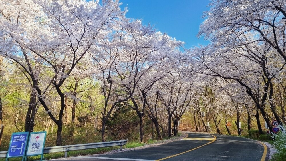 본문 이미지 - 서울랜드 외곽순환길에서 이어진 미술관 길. 서울랜드 제공