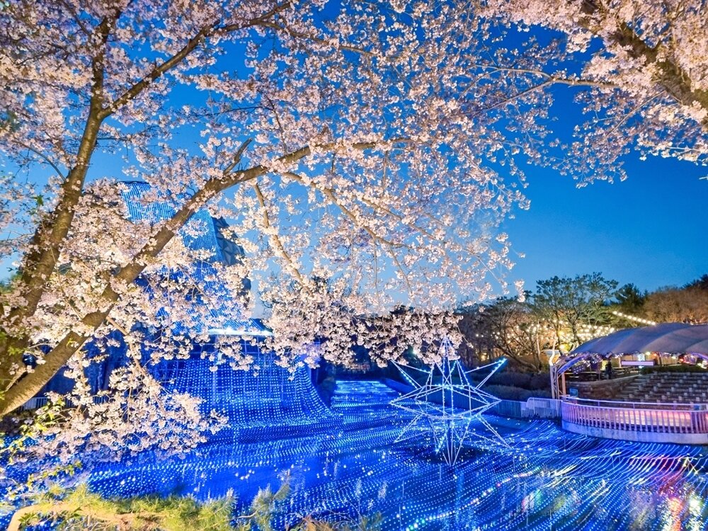 본문 이미지 - 야간 벚꽃. 서울랜드 제공