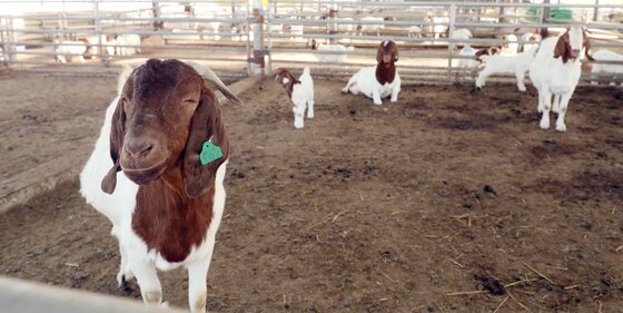 본문 이미지 - '코보소' 농장에서 보어 염소들이 뛰어 놀고 있다. ⓒ News1 유경석 기자