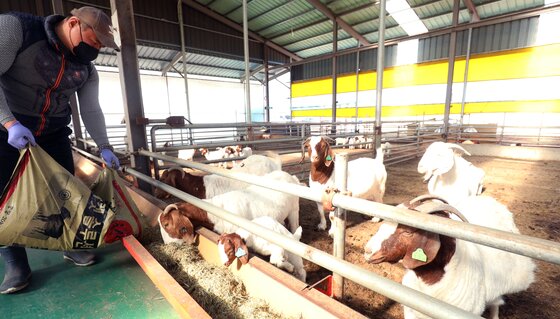 본문 이미지 - 유태길씨가 농장에서 보어 염소에서 먹이를 주고 있다. ⓒ News1 유경석 기자