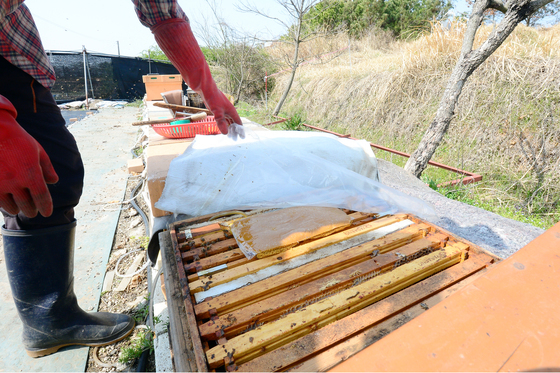 "꿀벌응애 피해 예방" 충북도, 봄철 집중 방제