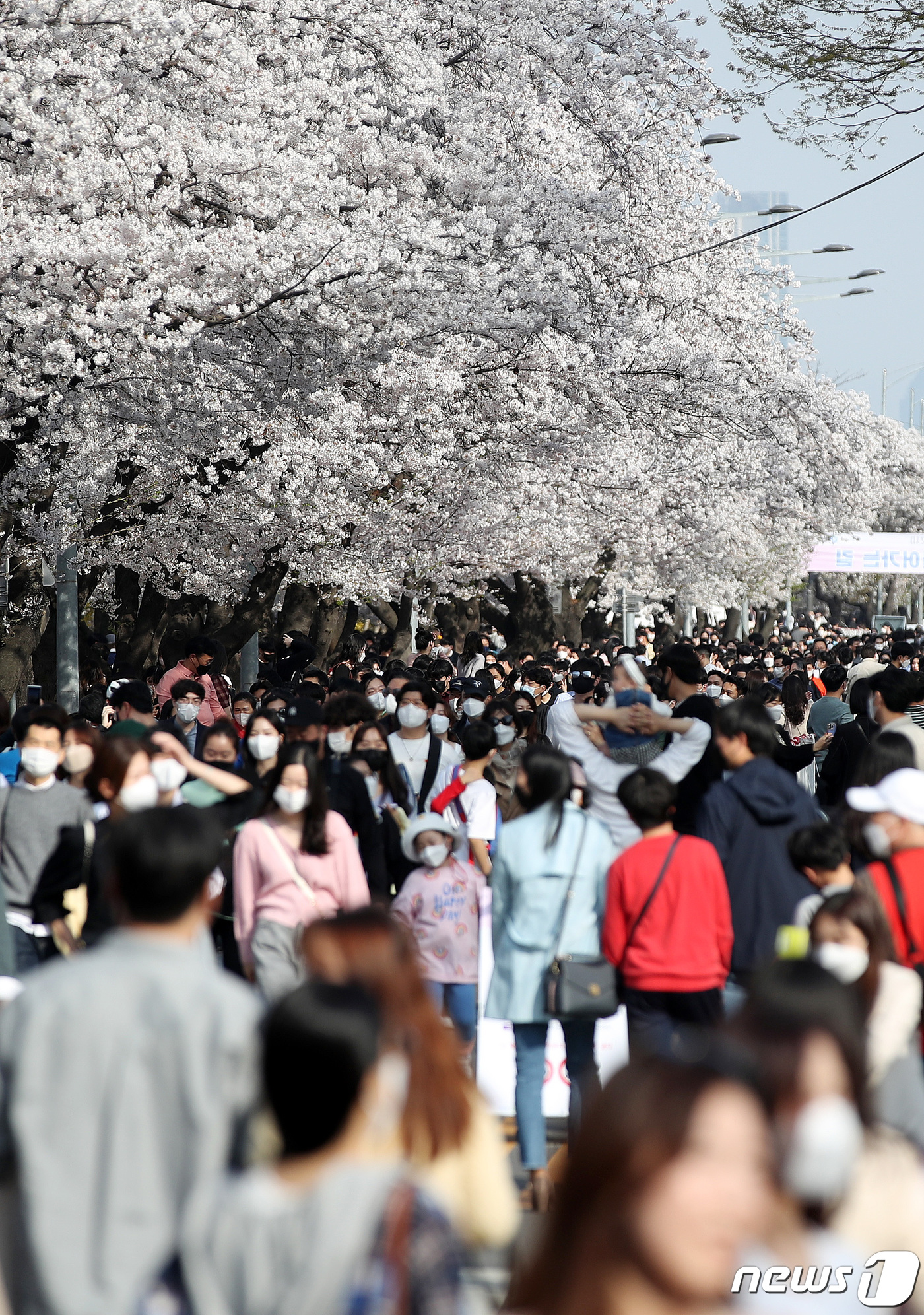 (서울=뉴스1) 박지혜 기자 = 9일 오후 3년 만에 전면 개방된 서울 여의도 윤중로 벚꽃길이 만개한 벚꽃을 보려는 상춘객들로 붐비고 있다.영등포구는 이날부터 일주일간 여의도 여의 …