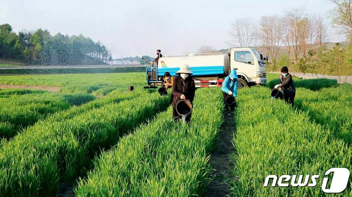 본문 이미지 - (평양 노동신문=뉴스1) = 북한이 가뭄 피해를 막기 위해 총력을 기울이고 있다. [국내에서만 사용가능. 재배포 금지. DB 금지. For Use Only in the Republic of Korea. Redistribution Prohibited] rodongphoto@news1.kr