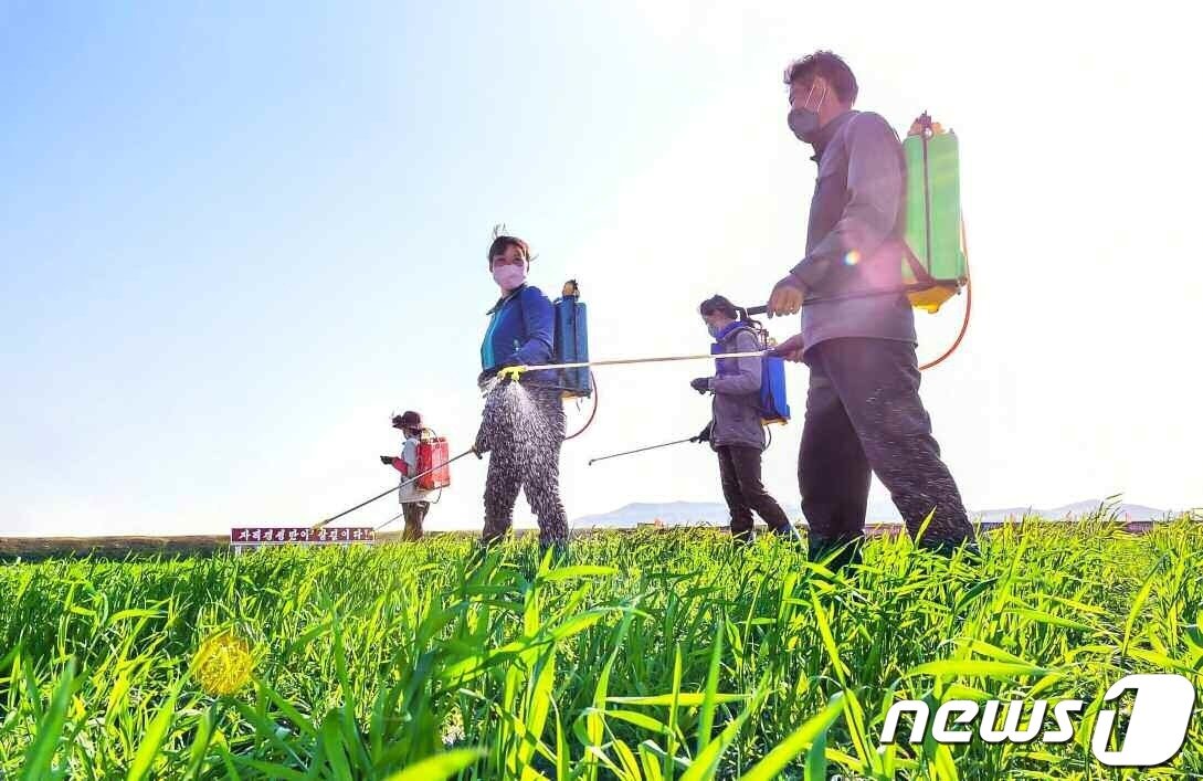 본문 이미지 - (평양 노동신문=뉴스1) = 북한이 윤전기재와 양수설비, 일꾼들을 총동원해 가뭄에 따른 농작물 피해를 막는데 총력을 다하고 있다. [국내에서만 사용가능. 재배포 금지. DB 금지. For Use Only in the Republic of Korea. Redistribution Prohibited] rodongphoto@news1.kr