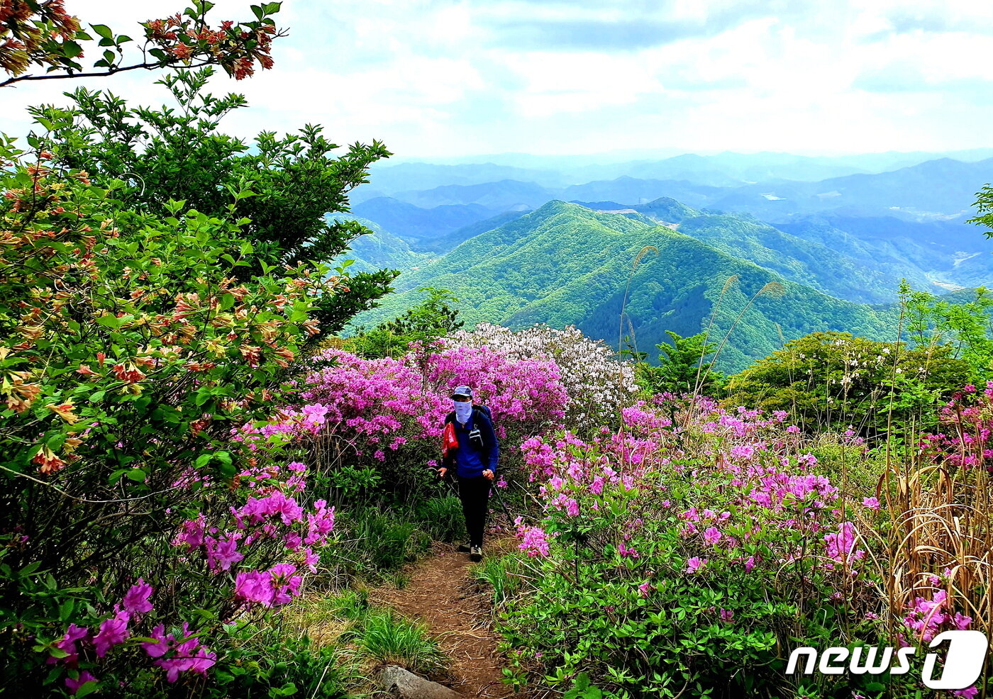 본문 이미지 - 안양산 직전 깔딱고개. 병꽃나무와 산철쭉의 마중 ⓒ 뉴스1
