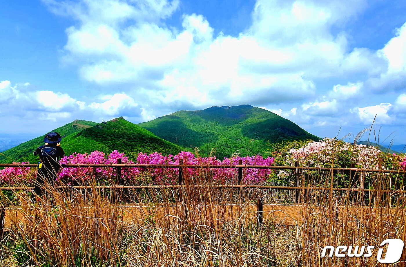 본문 이미지 - 안양산 정상의 억새와 철쭉 너머로 바라보는 무등산 본체. 왼쪽은 장불재와 뾰족한 낙타봉. ⓒ 뉴스1