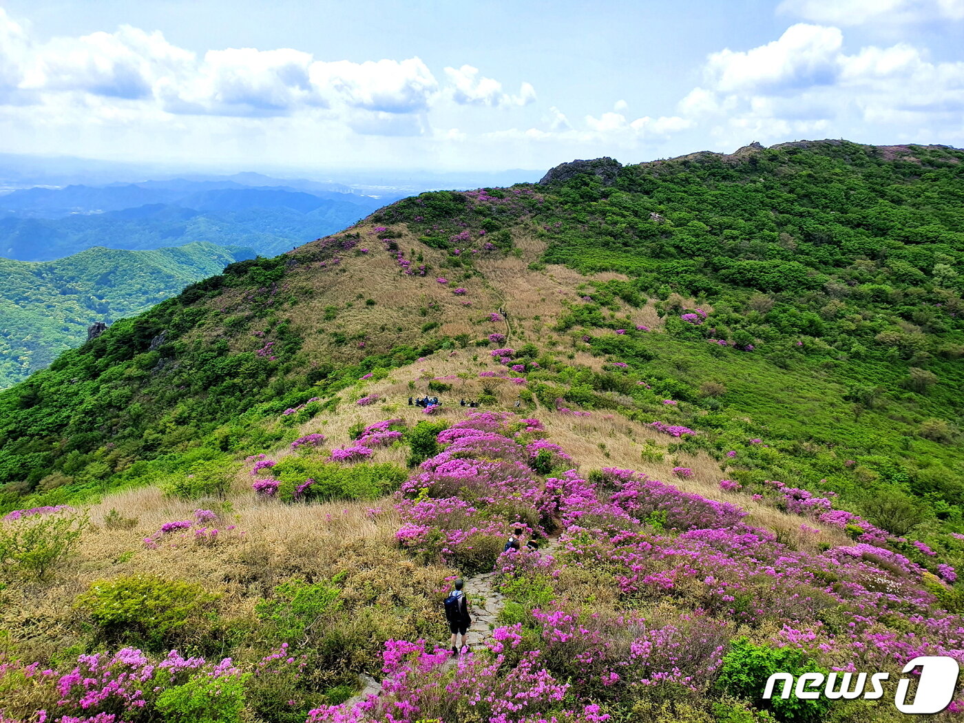 본문 이미지 - 백마능선의 철쭉 향연. 가을엔 하얀 억새꽃이 갈기처럼 휘날리는 백마능선이지만, 봄은 분홍빛 철쭉의 홍마(紅馬)능선이다 ⓒ 뉴스1