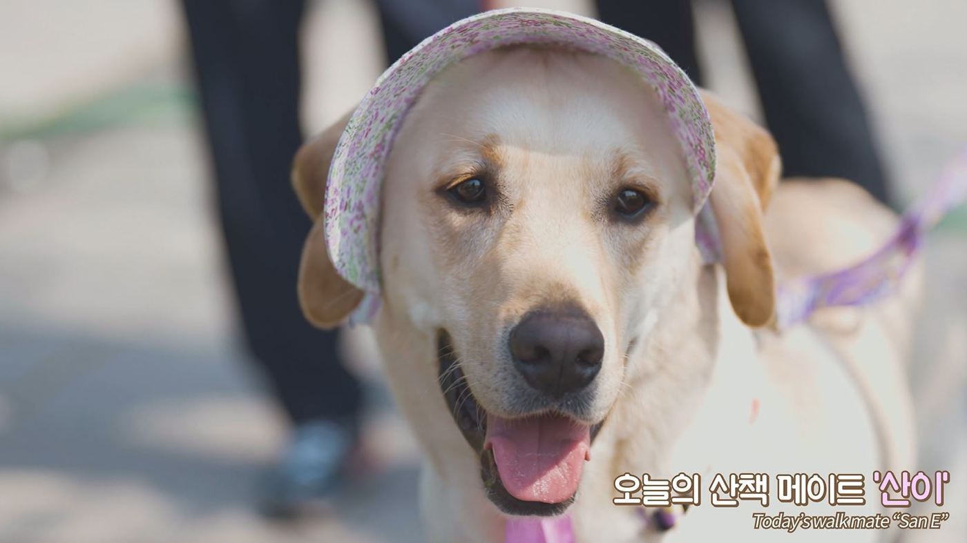본문 이미지 - 북서울꿈의숲 영상에 출연한 리트리버 산이(서울시 제공).ⓒ 뉴스1