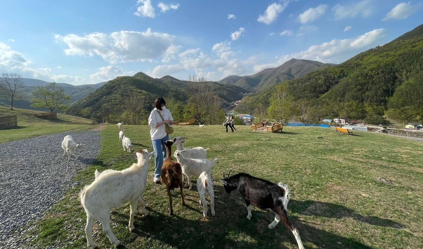 본문 이미지 - 산양 먹이주기 체험을 하면 산양에게 둘러싸이는 특별한 경험을 할 수 있다ⓒ 뉴스1  