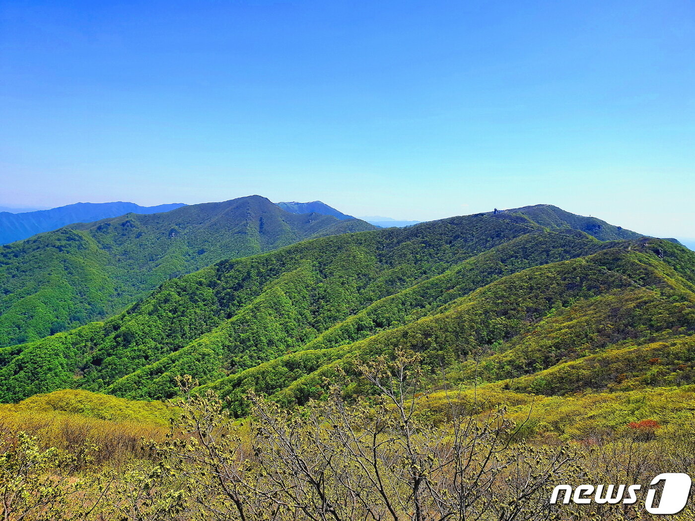 본문 이미지 - 소백산의 심장부. 앞산 오른쪽 연화봉, 가운데 산 제1연화봉, 맨 뒷산 중앙 비로봉 ⓒ 뉴스1