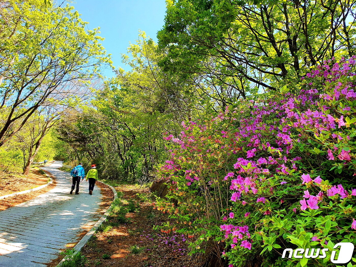 본문 이미지 - 죽령에서 천문대까지 능선의 시멘트길. 깔딱오르막의 신록과 철쭉 ⓒ 뉴스1