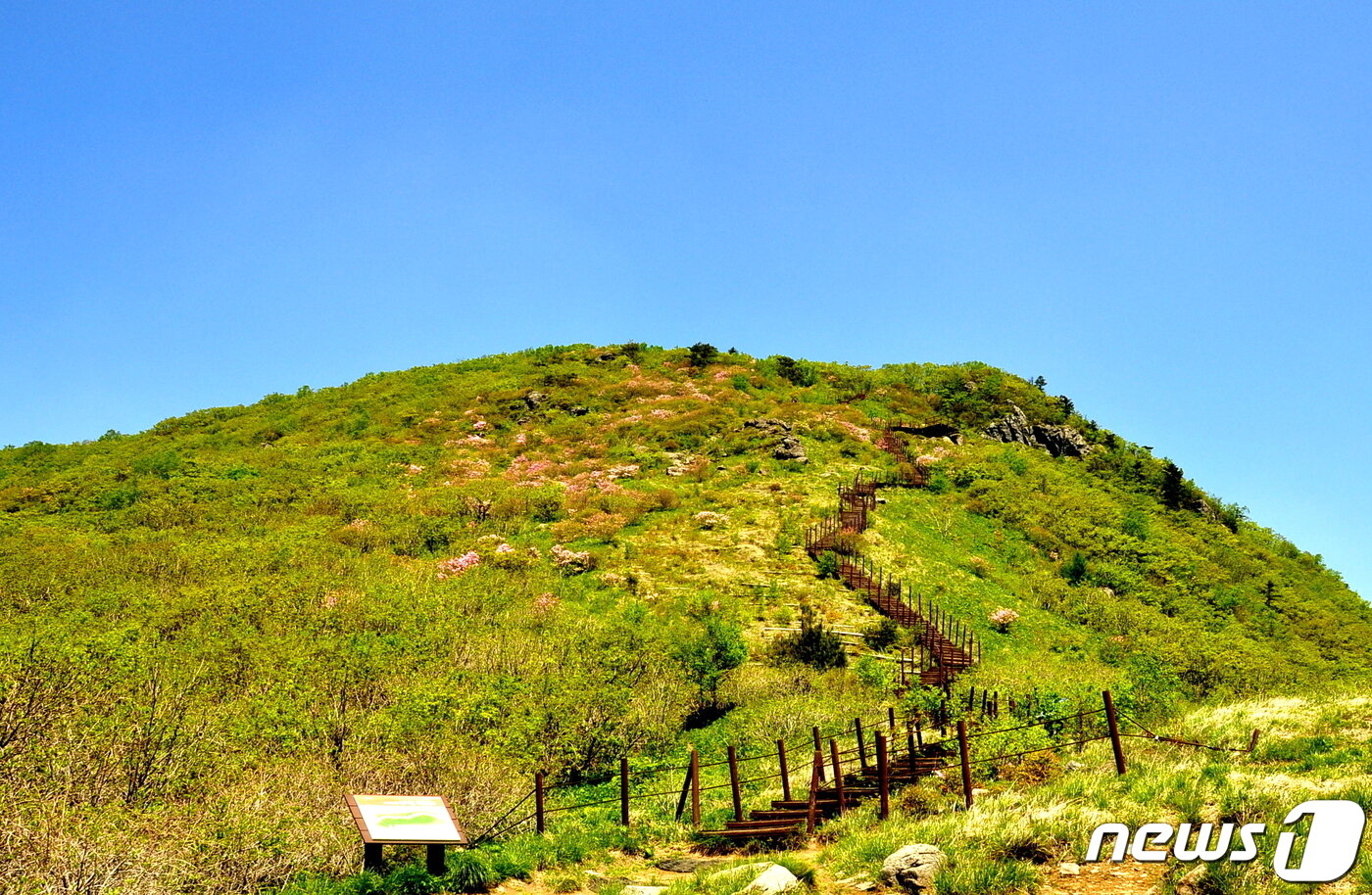본문 이미지 - 제1연화봉 오르막 데크. 정상부 왼쪽에 철쭉꽃이 뭉게뭉게 벌겋다 ⓒ 뉴스1