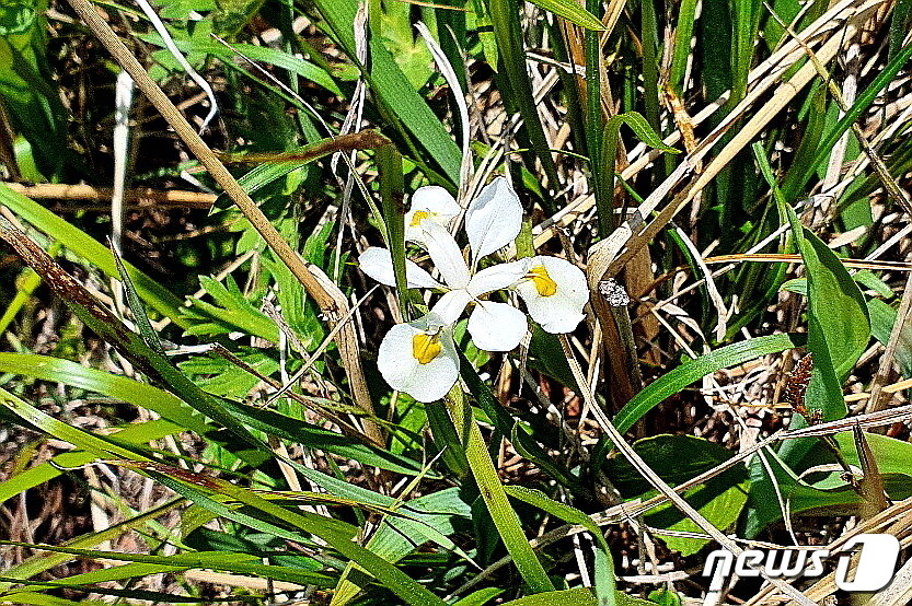 본문 이미지 - 노랑무늬붓꽃. 새하얀 꽃잎에 샛노란 무늬가 은은하다. 사진 조효원 ⓒ 뉴스1