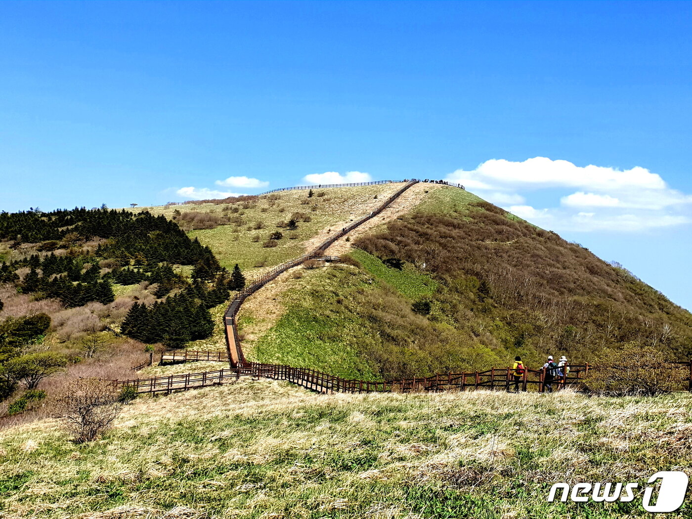 본문 이미지 - 비로봉 전경. 왼쪽은 식재한 구상나무 숲. 비로봉은 세계에서 가장 펑퍼짐한 봉우리일 것이다. ⓒ 뉴스1