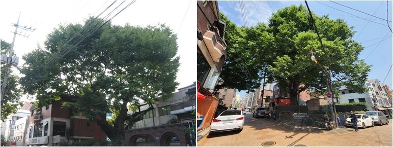 본문 이미지 - 할머니(왼쪽)·할아버지 느티나무(서울시 제공).ⓒ 뉴스1
