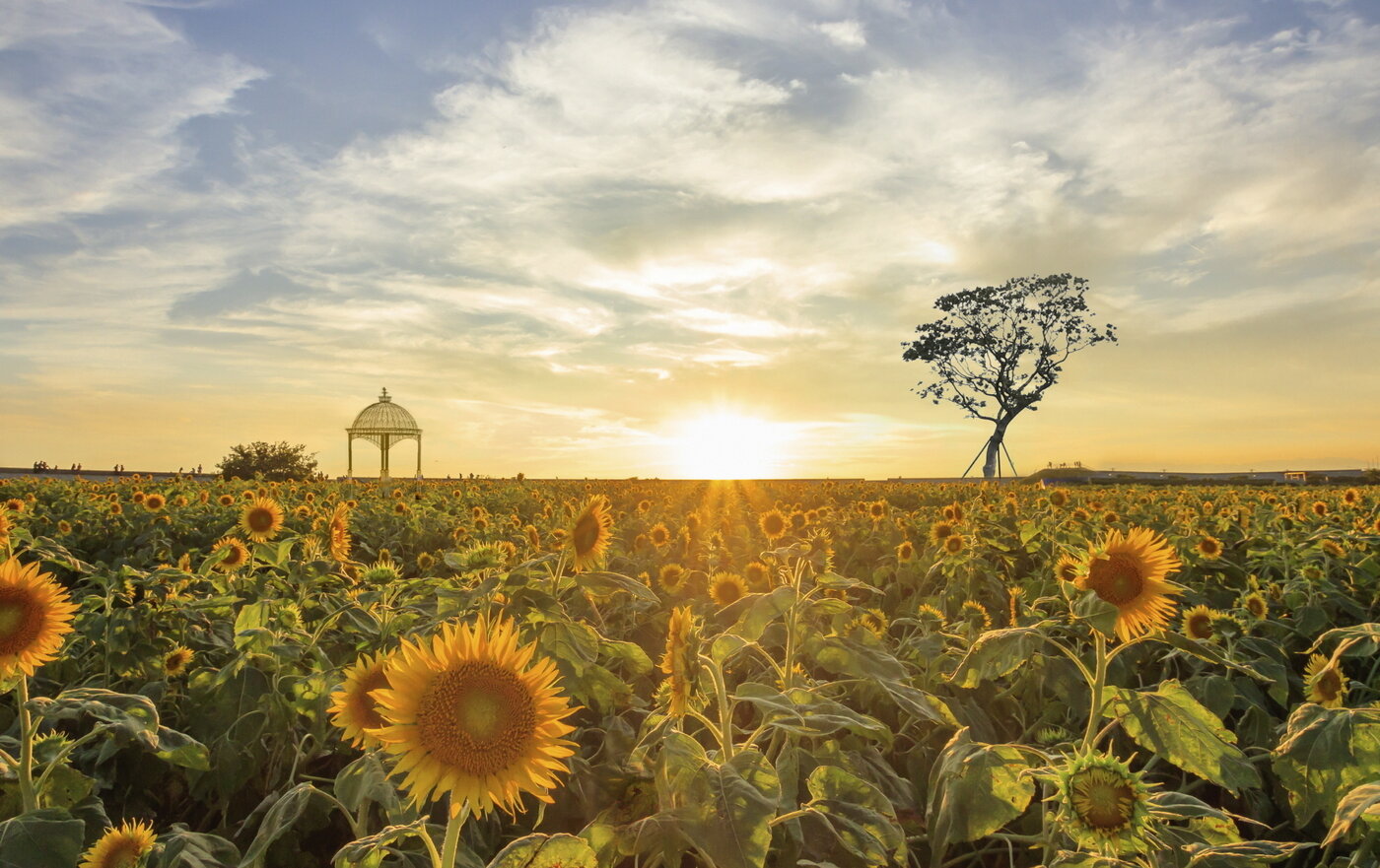 본문 이미지 - 신화가든 해바라기. (제주신화월드 제공) ⓒ 뉴스1