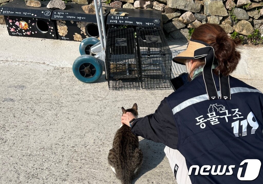 본문 이미지 - 동물구조119와 수의사들이 22일 전남 고흥군 애도를 찾아 길고양이 중성화 수술과 예방 접종 등 봉사를 진행했다.&#40;동물구조119 제공&#41; ⓒ 뉴스1