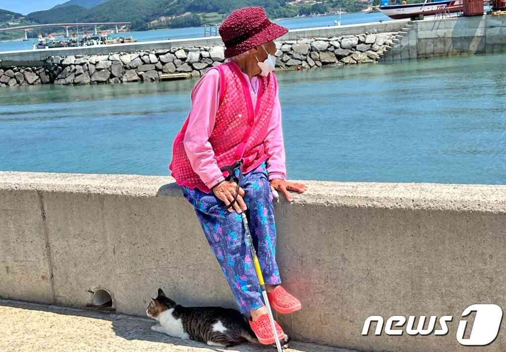 동물구조119와 수의사들이 22일 전남 고흥군 애도를 찾아 길고양이 중성화 수술과 예방 접종 등 봉사를 진행했다.(동물구조119 제공) © 뉴스1