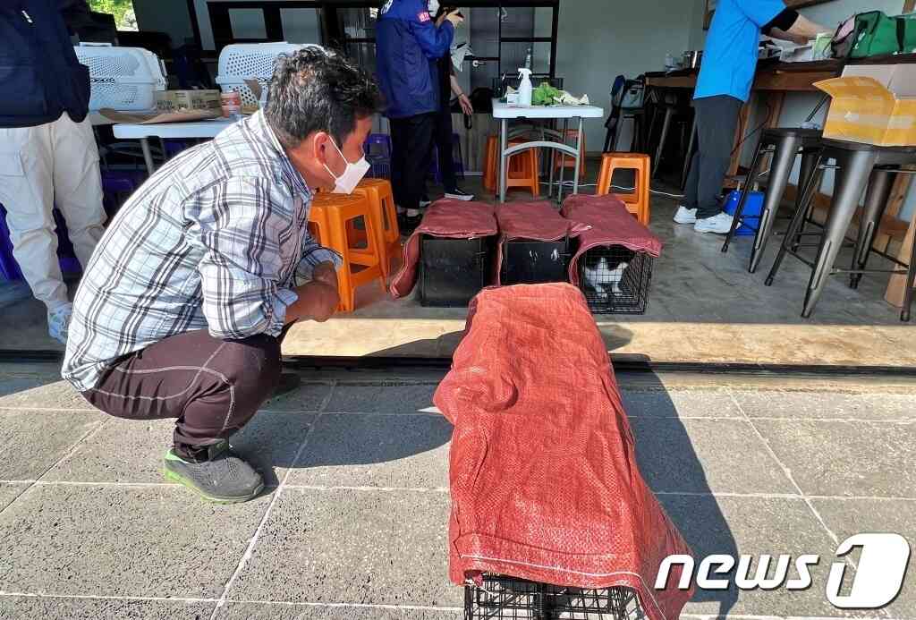 동물구조119와 수의사들이 22일 전남 고흥군 애도를 찾아 길고양이 중성화 수술과 예방 접종 등 봉사를 진행했다.(동물구조119 제공) © 뉴스1
