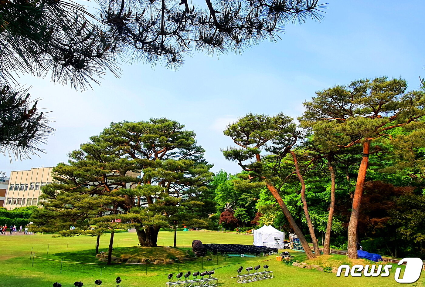 본문 이미지 - 반송과 적송. 우아하고 기품있는 소나무 풍경에 사람들이 경탄한다 ⓒ 뉴스1