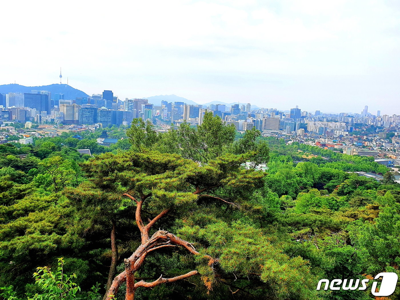 청와대 경내 산등성이의 산책로에서 바라본 ‘낙락장송 위 서울풍경’ ⓒ 뉴스1