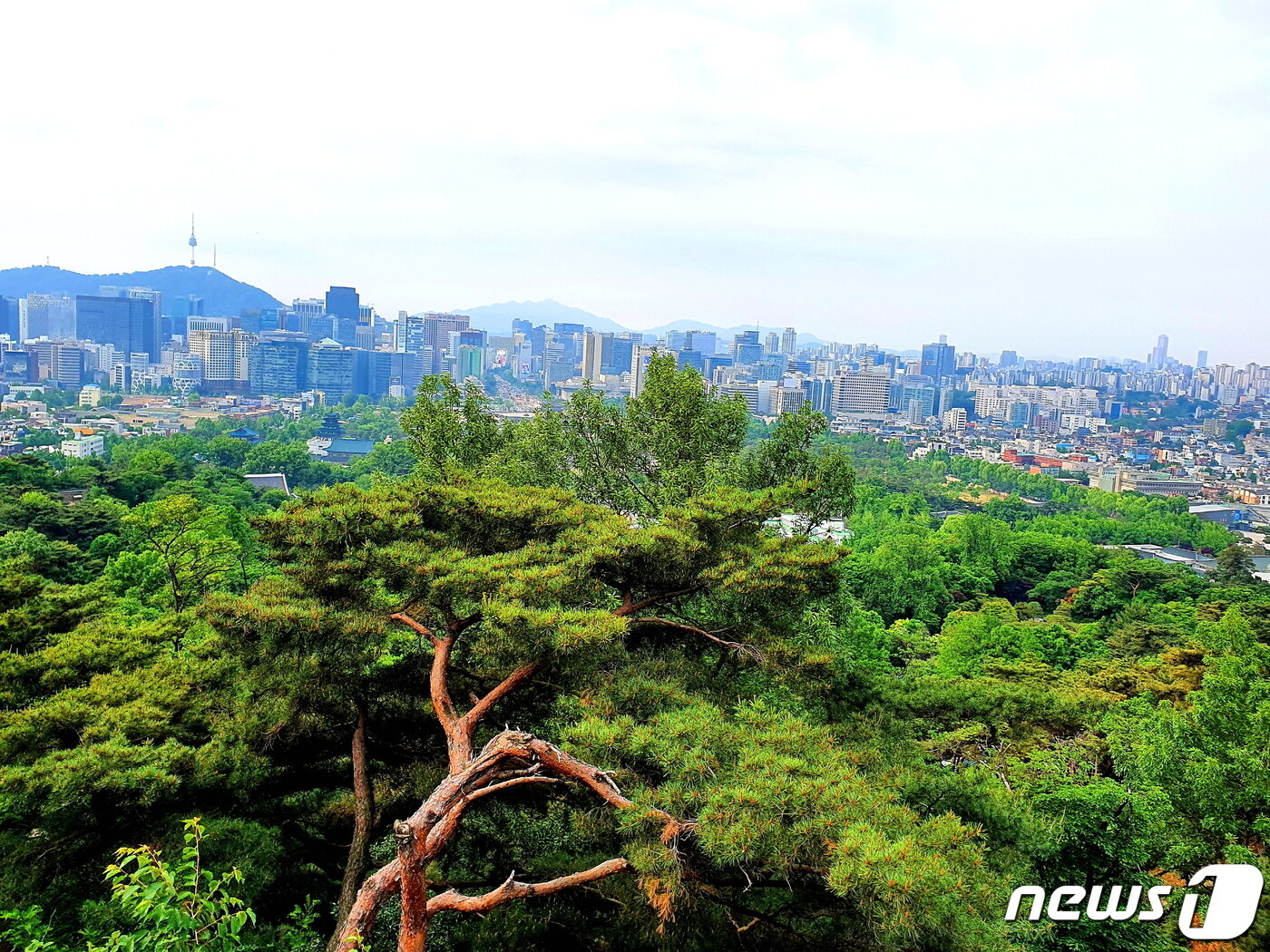 본문 이미지 - 청와대 경내 산등성이의 산책로에서 바라본 ‘낙락장송 위 서울풍경’ ⓒ 뉴스1