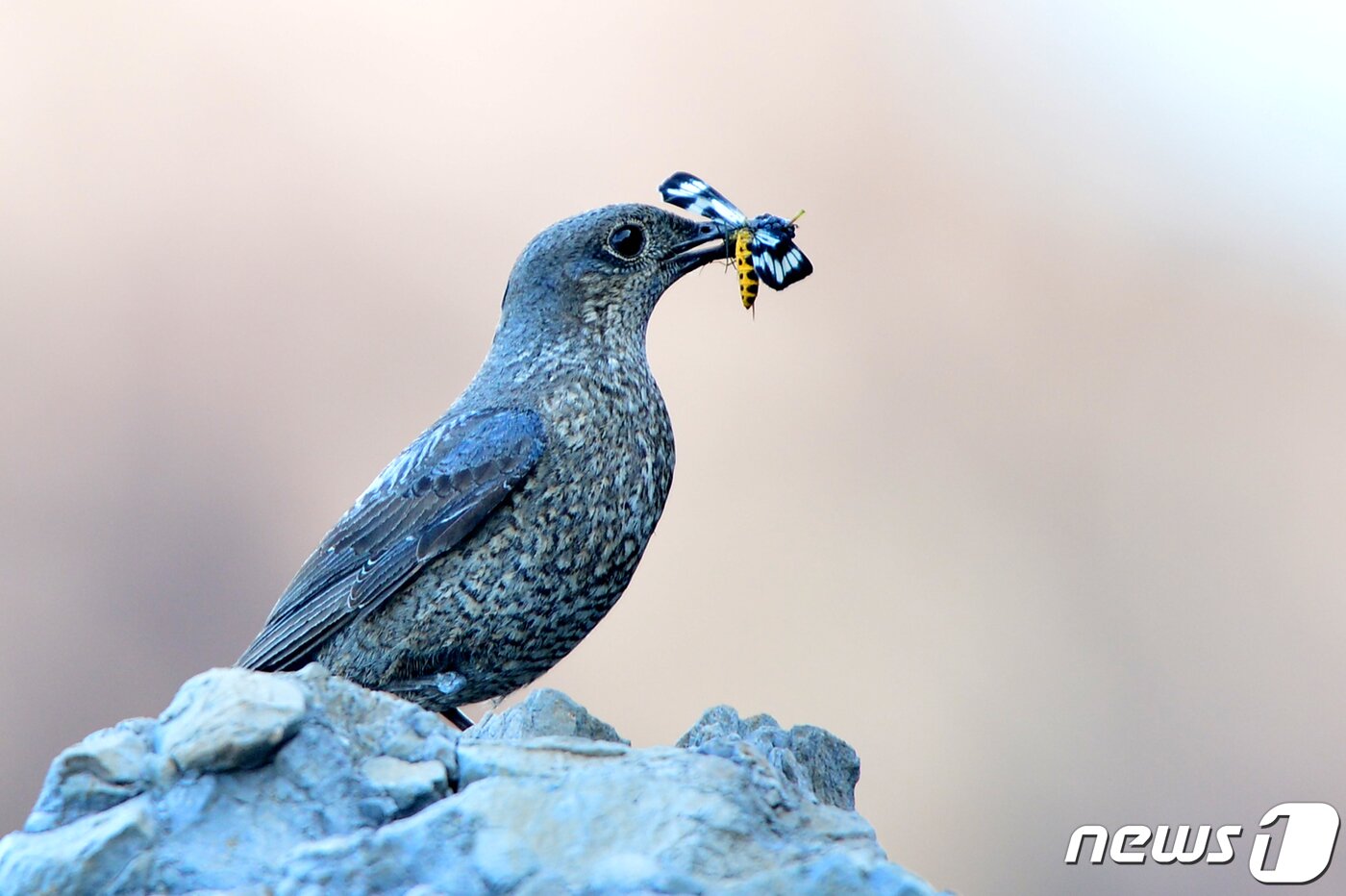본문 이미지 - 26일 경북 포항에 있는 해안가 바위에 둥지를 튼 바다직박구리가 새끼들에게 먹잇감을 물어다 주고 있다. 바다직박구리는 참새목 솔딱새과로 5~6월 사이 해안가 바위 등에 둥지를 틀고 5개 정도의 알을 낳는다. 2022.5.26/뉴스1 ⓒ News1 최창호 기자