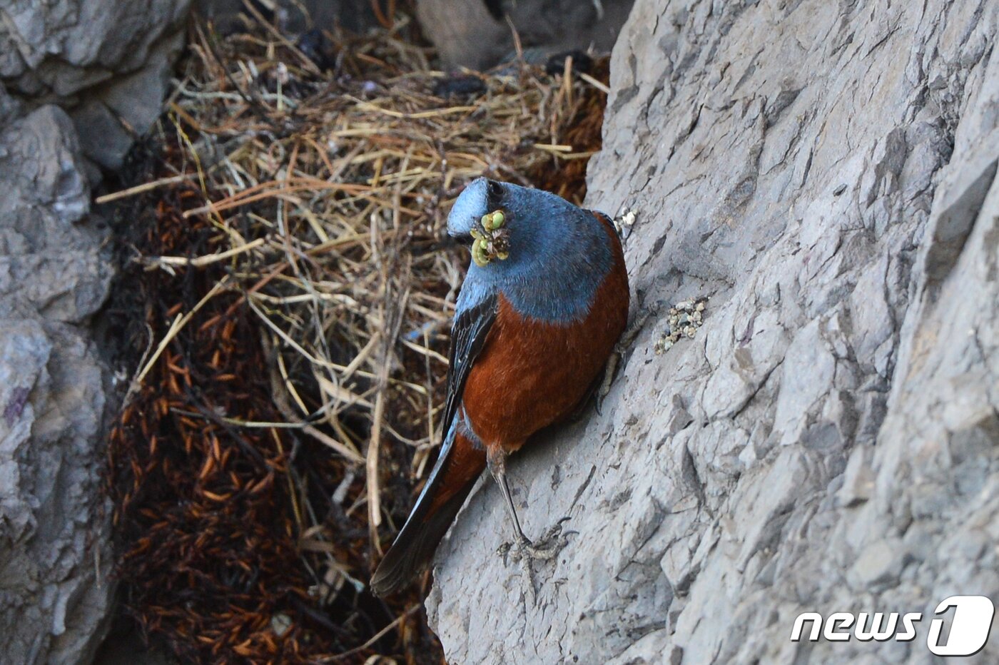 본문 이미지 - 26일 경북 포항에 있는 해안가 바위에 둥지를 튼 바다직박구리가 새끼들에게 먹잇감을 물어다 주고 있다. 바다직박구리는 참새목 솔딱새과로 5~6월 사이 해안가 바위 등에 둥지를 틀고 5개 정도의 알을 낳는다. 2022.5.26/뉴스1 ⓒ News1 최창호 기자