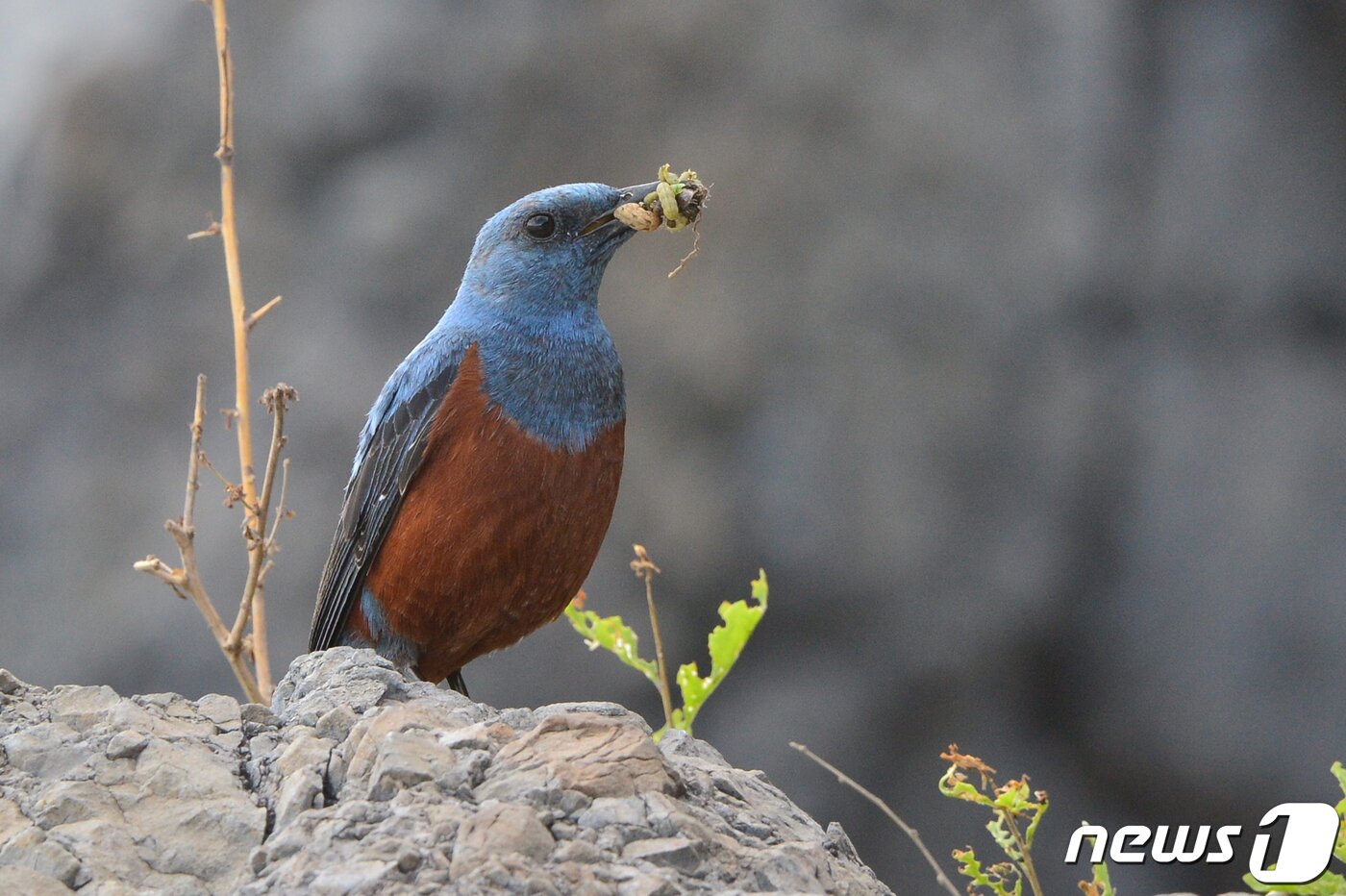 본문 이미지 - 26일 경북 포항에 있는 해안가 바위에 둥지를 튼 바다직박구리가 새끼들에게 먹일 먹잇감을 물고 있다. 바다직박구리는 참새목 솔딱새과로 5~6월 사이 해안가 바위 등에 둥지를 틀고 5개 정도의 알을 낳는다. 2022.5.26/뉴스1 ⓒ News1 최창호 기자