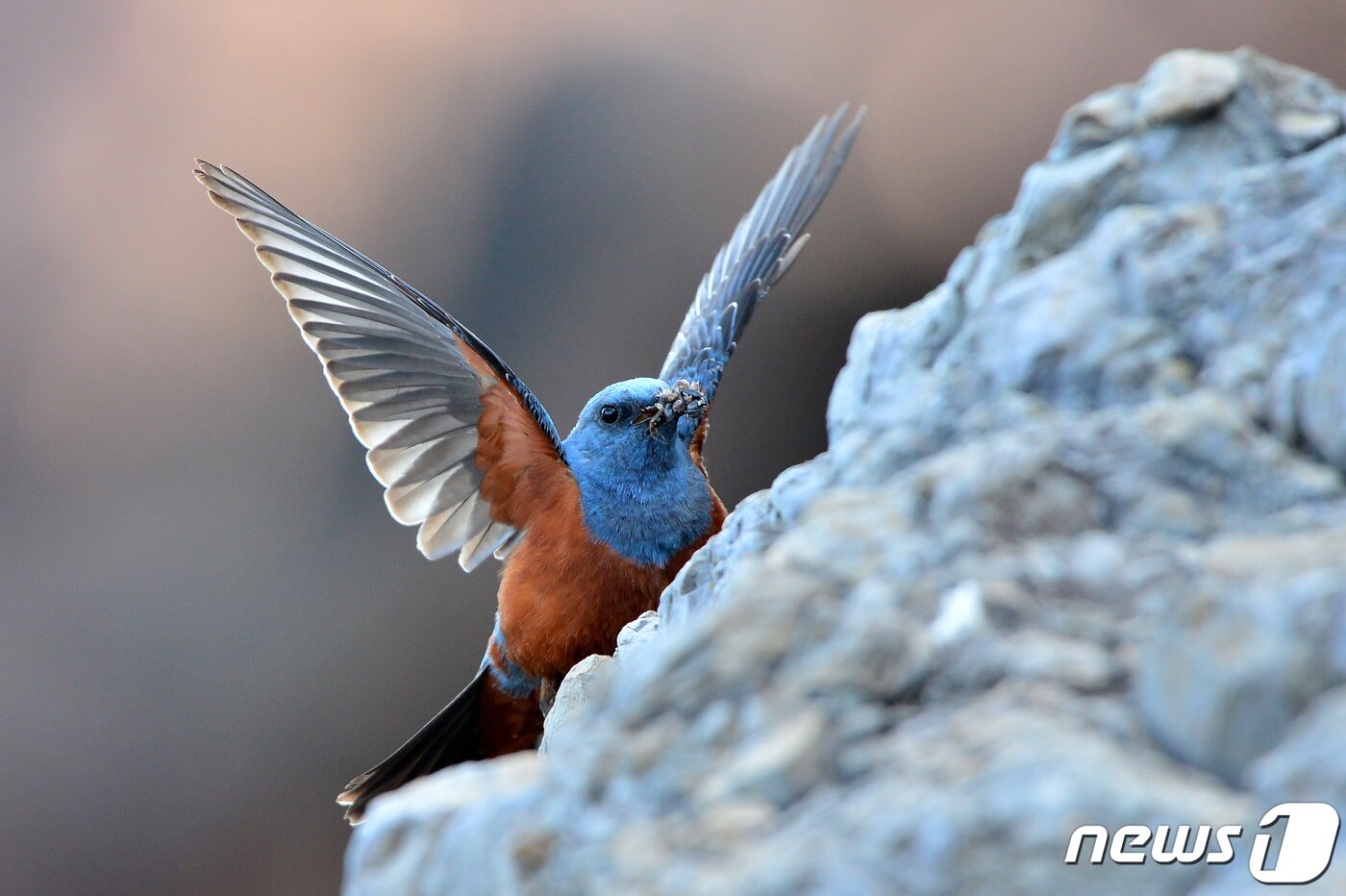 본문 이미지 - 26일 경북 포항에 있는 해안가 바위에 둥지를 튼 바다직박구리가 새끼들에게 먹잇감을 물어다 주고 있다. 바다직박구리는 참새목 솔딱새과로 5~6월 사이 해안가 바위 등에 둥지를 틀고 5개 정도의 알을 낳는다. 2022.5.26/뉴스1 ⓒ News1 최창호 기자