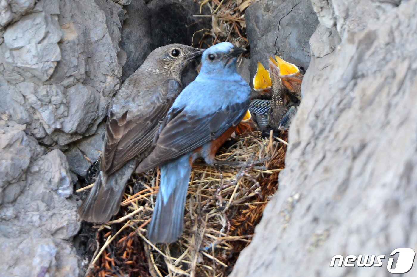 본문 이미지 - 26일 경북 포항시 해안가 갯바위에 둥지를 튼 바다직박구리 한쌍이 새끼들에게 먹잇감을 물어다 주고 있다. 바다직박구리는 참새목 솔딱새과로 5~6월 사이 해안가 바위 등에 둥지를 틀고 5개 정도의 알을 낳는다. 2022.5.26/뉴스1 ⓒ News1 최창호 기자