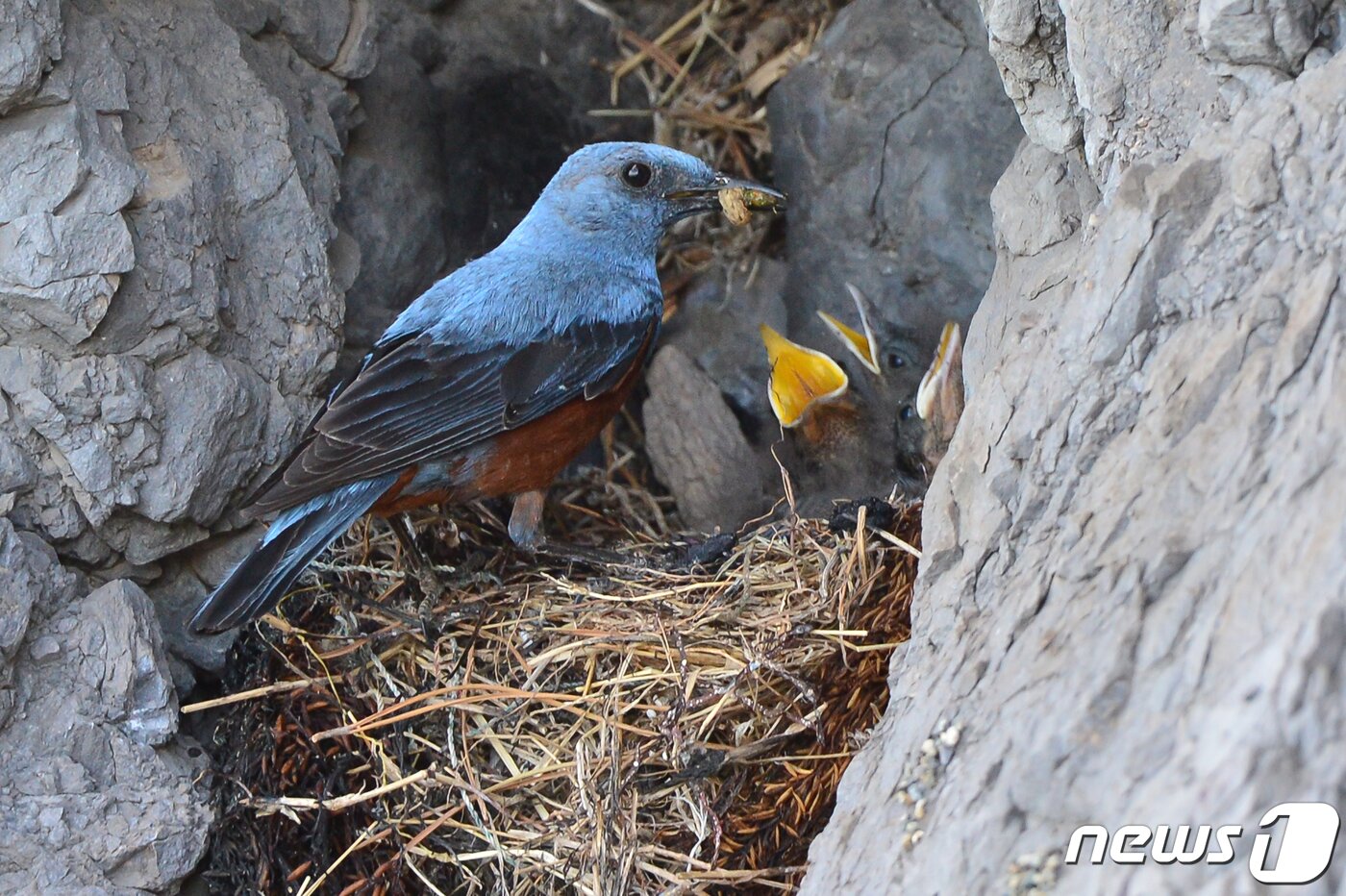 본문 이미지 - 26일 경북 포항시 해안가 갯바위에 둥지를 튼 바다직박구리가 새끼들에게 먹잇감을 물어다 주고 있다. 바다직박구리는 참새목 솔딱새과로 5~6월 사이 해안가 바위 등에 둥지를 틀고 5개 정도의 알을 낳는다. 2022.5.26/뉴스1 ⓒ News1 최창호 기자