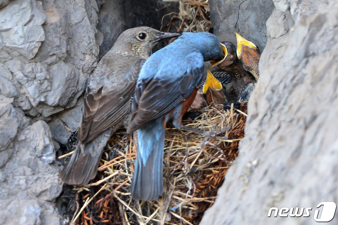 본문 이미지 - 26일 경북 포항시 해안가 갯바위에 둥지를 튼 바다직박구리 한쌍이 새끼들에게 먹잇감을 물어다 주고 있다. 바다직박구리는 참새목 솔딱새과로 5~6월 사이 해안가 바위 등에 둥지를 틀고 5개 정도의 알을 낳는다. 2022.5.26/뉴스1 ⓒ News1 최창호 기자