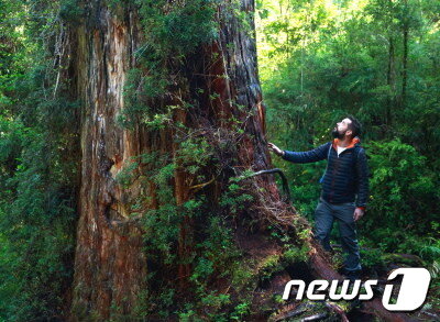 본문 이미지 - 세계에서 가장 오래된 나무로 추정되는 칠레 남부의 나무.(트위터 캡처) ⓒ 뉴스1