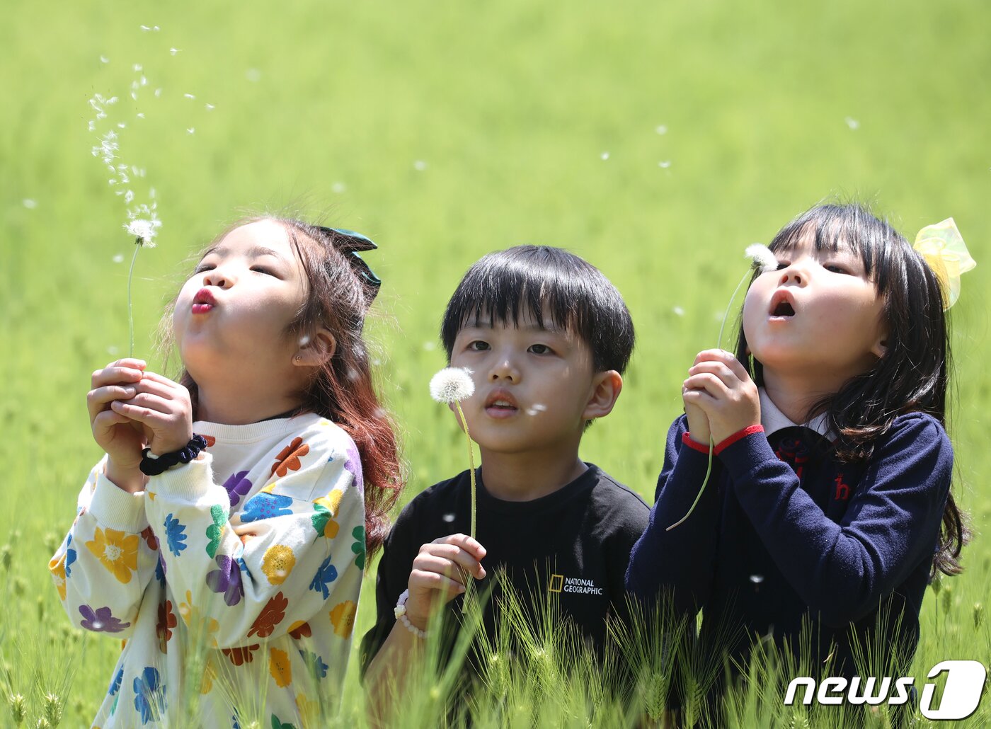 본문 이미지 - 어린이날을 이틀 앞둔 3일 경남 함양군 상림공원 청보리밭을 찾은 연꽃어린이집 원생들이 청보리밭을 걸으며 즐거운 시간을 보내고 있다. (함양군 김용만 제공) 2022.5.3/뉴스1