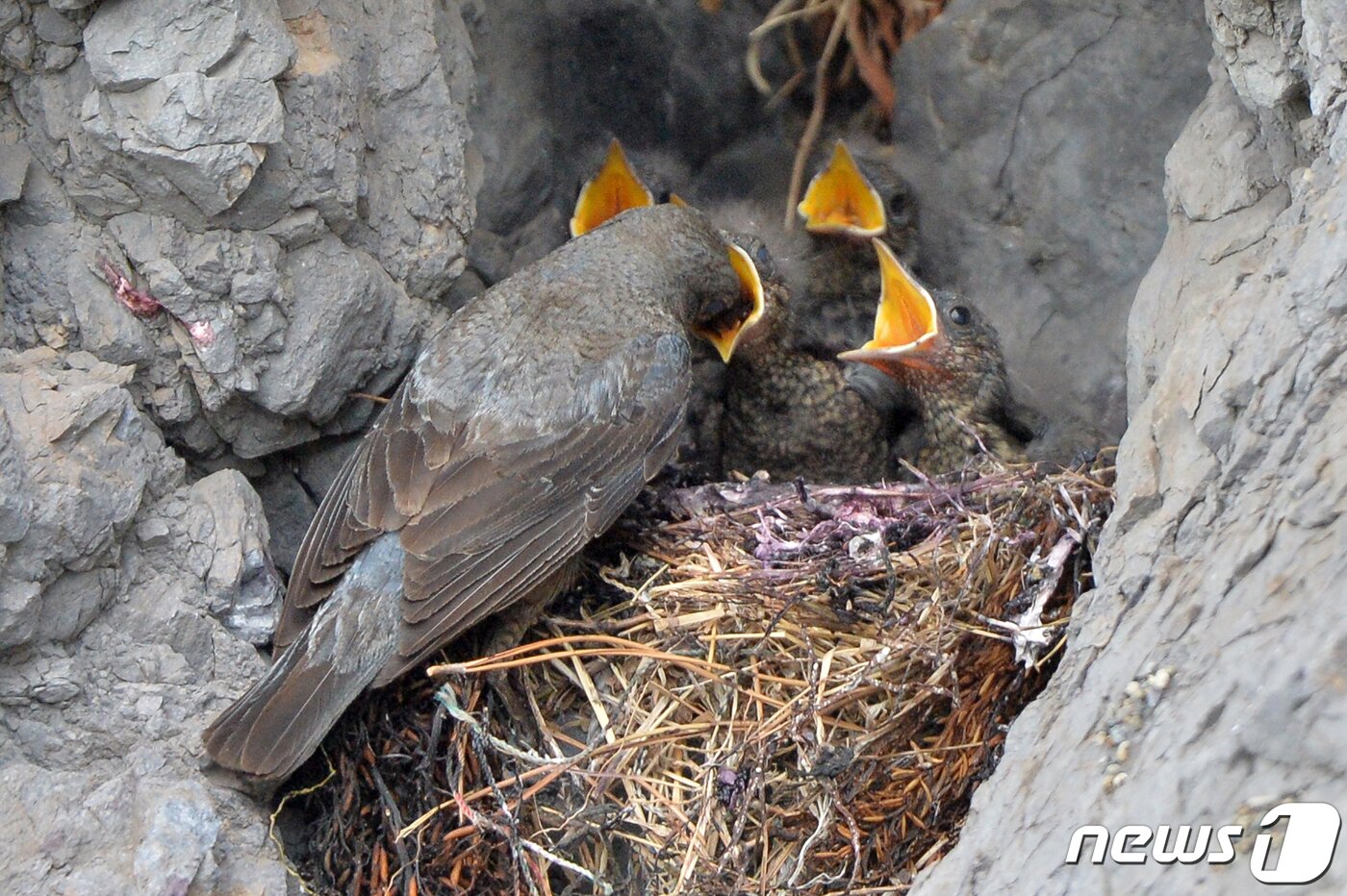 본문 이미지 - 30일 경북 포항시 해안가 바위에 둥지를 튼 바다직박구리 암컷이 아기새들에게 멋잇감을 물어다 주고 있다. 2022.5.30/뉴스1 ⓒ News1 최창호 기자