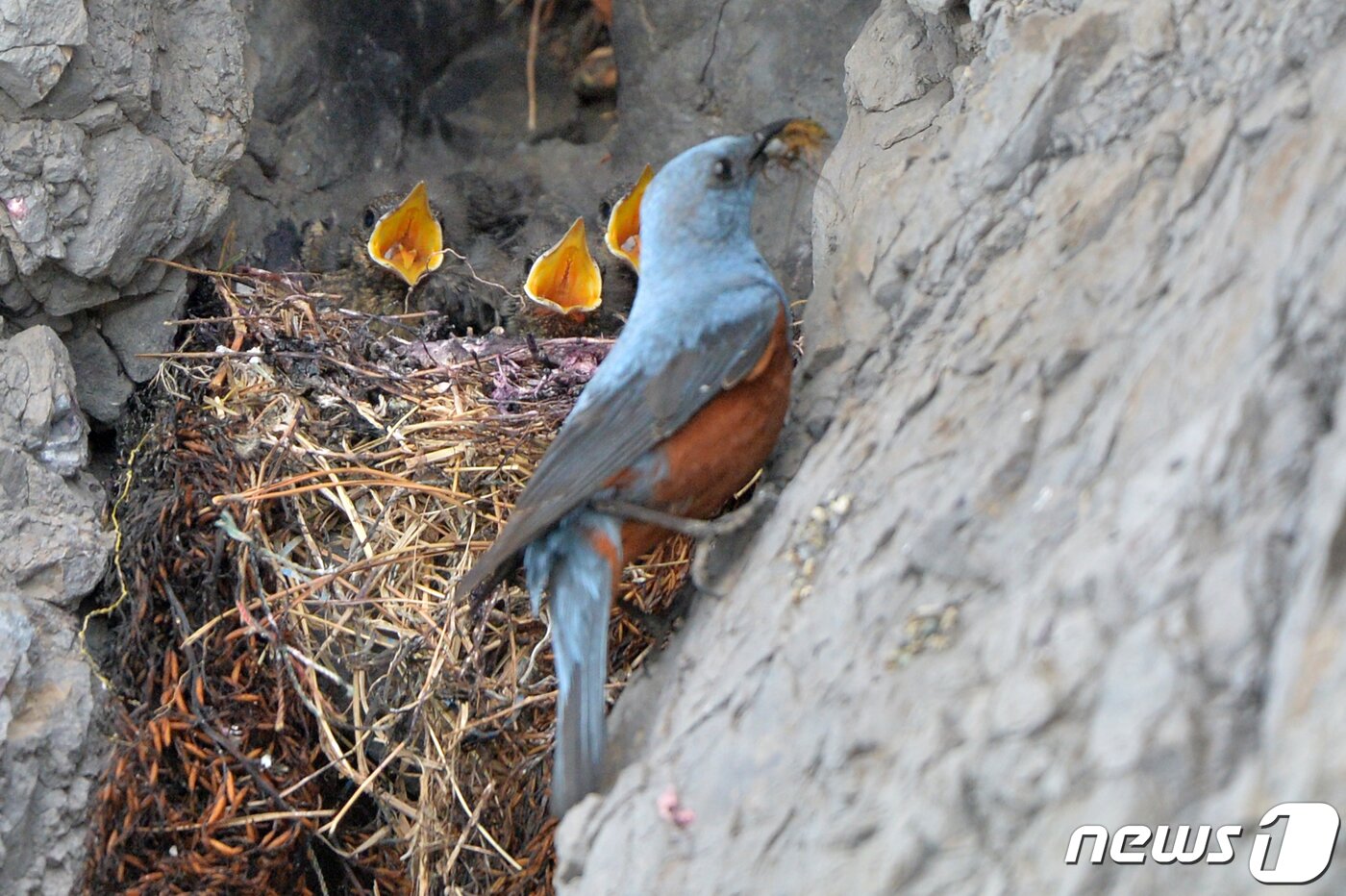 본문 이미지 - 30일 경북 포항시 해안가 바위에 둥지를 튼 바다직박구리 수컷이 아기새들에게 멋잇감 물어다 주고 있다. 2022.5.30/뉴스1 ⓒ News1 최창호 기자