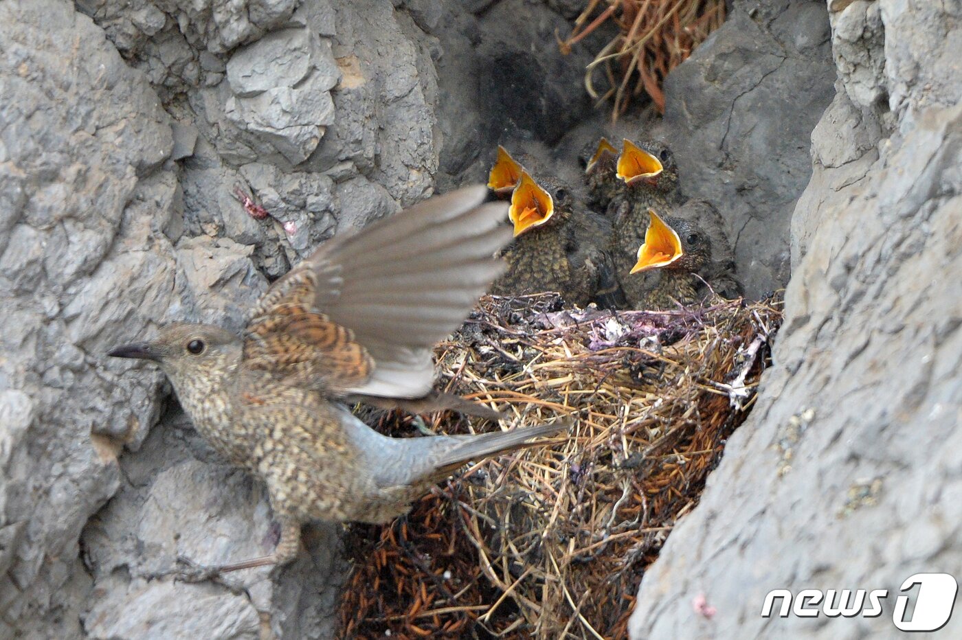 본문 이미지 - 30일 경북 포항시 해안가 바위에 둥지를 튼 바다직박구리 암컷이 아기새들에게 멋잇감을 물어다 주고 있다. 2022.5.30/뉴스1 ⓒ News1 최창호 기자