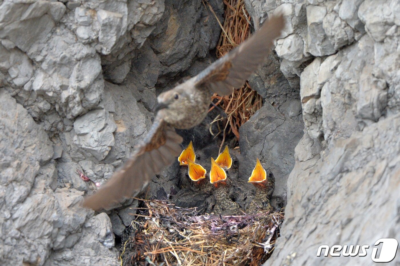본문 이미지 - 30일 경북 포항시 해안가 바위에 둥지를 튼 바다직박구리 암컷이 아기새들에게 멋잇감을 물어다 주고 있다. 2022.5.30/뉴스1 ⓒ News1 최창호 기자